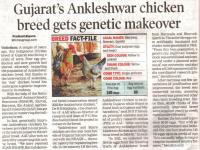 Gujarat's Ankleshwar chicken breed gets genetic makeover